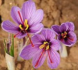 La Rosa del Azafr�n